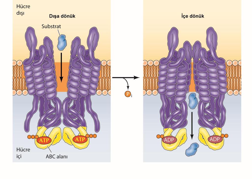 ABC transportürü aracılı aktif taşıma modeli: Transporterler iki transmembran (her biri membranı çevreleyen altı alpha sarmal içeren) ve iki sitozolik ATP-bağlanma (ABC bölgeleri) bölgelerinden