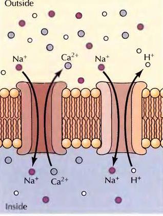 Antiport örnekleri Örneğin, Ca 2+ hücreden, sadece Ca 2+ pompasıyla değil, ayrıca Na + u hücre içine alırken Ca 2+ u dışarı taşıyan bir Na + -Ca 2+ antiporteri ile çıkartılır.