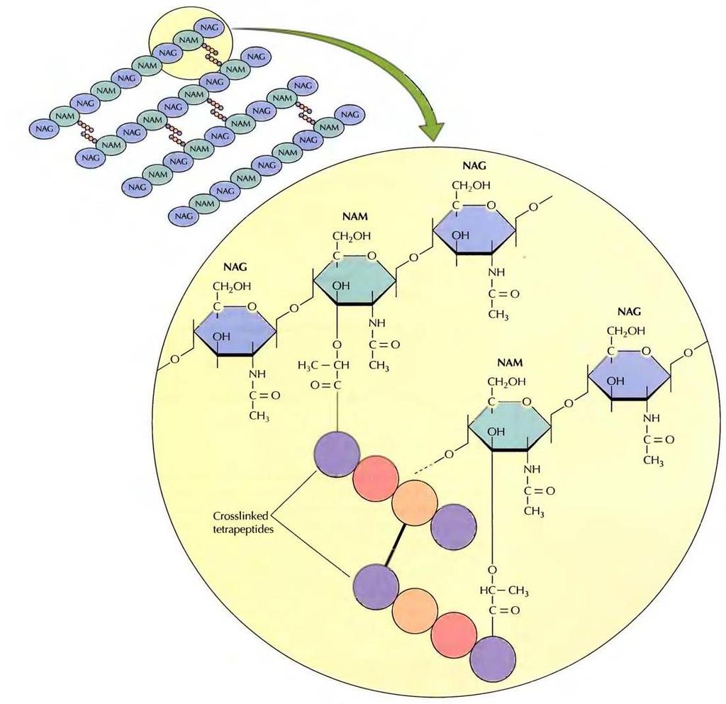E. coli peptidoglikanı: Polisakkarit zincirleri birbirine ß(1-4) glikozidik bağlarıyla