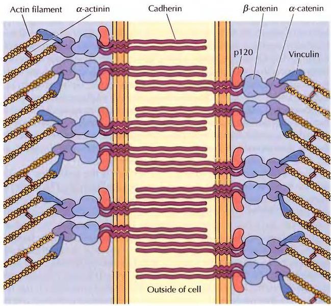 Aterens bağlantısı Desmozom Katerinlerin aracılık ettiği, kararlı hücre-hücre etkileşimleri