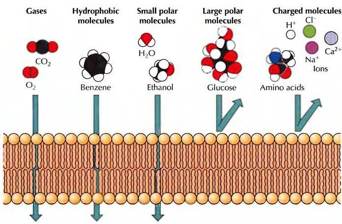 Fosfolipid Çift Tabakasının geçirgenliği Gazlar, hidrofobik moleküller ve küçük polar yüksüz moleküller