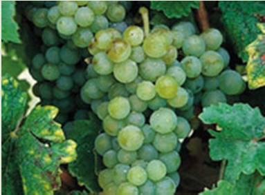 Halen Anadolu da yetiştirilen şaraplık üzümler ve yetiştiği bölgeler şöyledir; Emir: