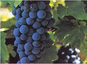 Kalecik Karası: Ankara yöresinde yetişen çok kaliteli bir kırmızı şaraplık üzüm çeşididir.