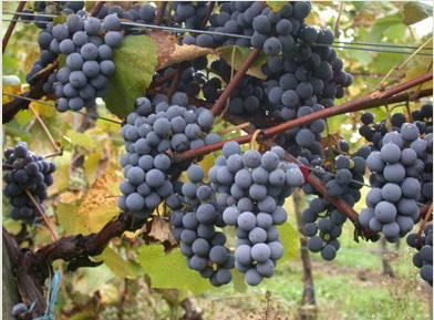 Gamay: Trakya Bölgesinde yetiştirilir. Kaliteli şaraplık üzüm çeşitlerinden birisidir. Mor menekşemsi renktedir ve, yumuşak karakterde şaraplar ortaya çıkarır.