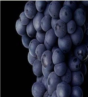 Gamay Çal karası 139 Anadolu da Yetişen Diğer Şaraplık Üzümler ve Bölgeleri: Beyaz Şaraplık Çeşitler: Kırmızı Şaraplık Çeşitler: Sultaniye-Ege Bölgesi Karasakız-Çanakkale Bölgesi