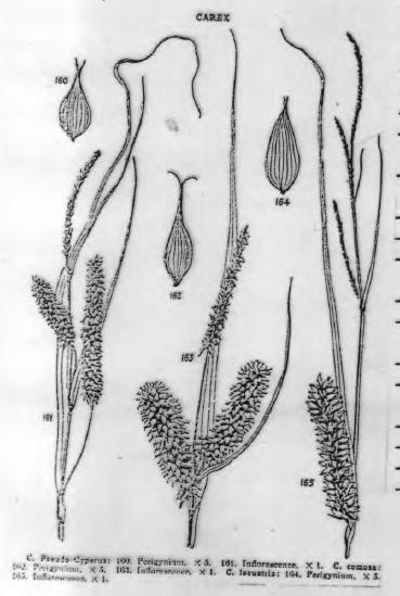 Cins: Carex (Ayak otları) Çimene benzeyen küme şeklinde gelişen sazlardır Gövde yalındır, üç köşeli ve sivrilen silindir şeklindedir Gövde yüzeyi düz yada pürüzlüdür.