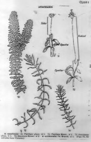 Familya: Hydrocharidaceae (Kurbağa otları) Sualtı bitkileridir yada Su üzerinde özgürce yüzerler. Deniz ve tatlısularda bulunurlar Çiçekleri bir eşeylidir.