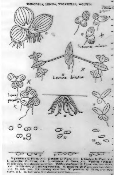 Takım: Arales (Yılan Yastıkları) - Su bitkileridir, Çiçekleri küçük etlidir Familya: Lemnaceae (Su Mercimekler- Ördek otu) - Yüzen su bitkileridir.