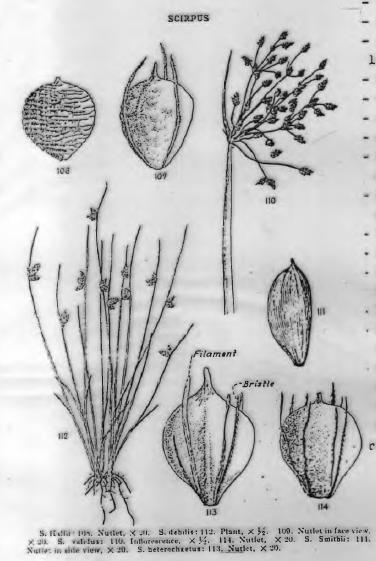 Cins: Scirpus (Palla) Gövde tabanda kılıflıdır Bazan yapraklı bazende çıplaktır. 1-5 cm kalınlığında, 1-3 m uzunluktadır Gövde belirgin yada kör 3 köşelidir.