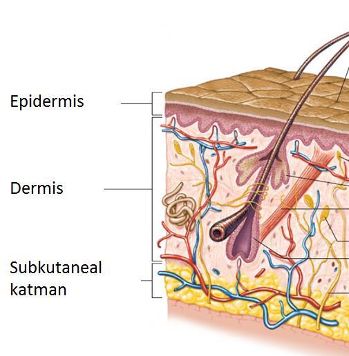 DERİNİN KATMANLARI 1. Epidermis 2. Dermis Epidermisin altında bulunur Fibröz konnektif dokudan oluşur Dayanıklıdır Kan akımı zengindir 3.