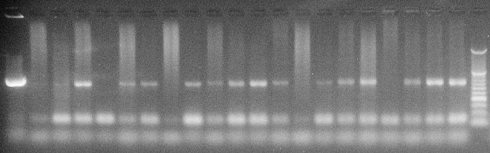 genlerini içine alan 1918 bç lik bir bölge 50 ve 48 C yapışma sıcaklıklarında amplifiye edilmiştir (Resim 3). Reaksiyonlarda pozitif kontrol olarak GRE14 suşu kullanılmıştır.