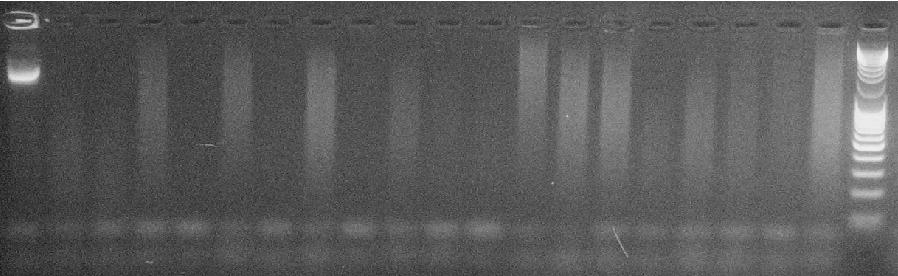 1 2 3 4 5 6 7 8 9 10 11 12 13 14 15 16 17 18 19 20 21 M 433 bç Resim 2: luk-pv1 ve luk-pv2 primerleri ile 52 C de uygulanan PVL-PCR amplikonları.