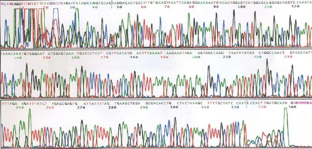 DNA dizi analizi: Luk-PV1 ve luk-pv2 primerleri ile pozitif sonuç alınan amplikonlardan rastgele seçilen iki tanesi DNA dizi analizine tabi tutulmuştur.