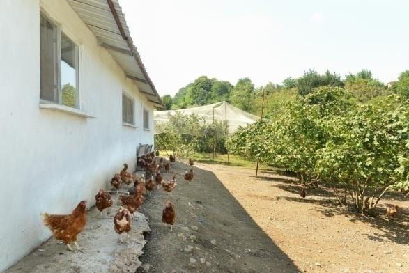 KÜMESLERDE OLMASI GEREKLİ ASGARİ ŞARTLAR 1) Zeminin asgari 1/3 ü, parçalı veya ızgaralı yapıda değil, düz bir yapıda olmalı ve sap-saman, talaş, kum veya kısa çim gibi maddelerle kaplı olmalıdır.