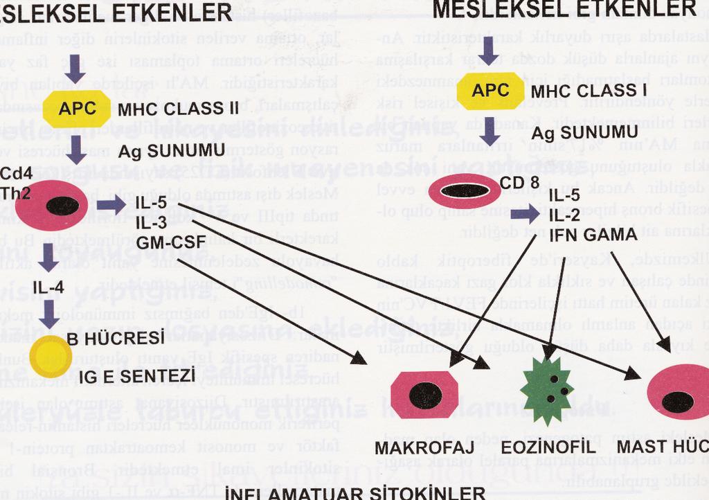 MESLEK ASTIMI ETYOPATOGENEZİ Şekil 1. Meslek astımında rol oynayan immünolojik mekanizmalar (Mop CE, Saetta M, Maestrelli P. Eur Resp J 1994;7:544-54 den alınmıştır.