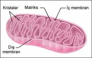 Mitokondri Hücrenin enerji üretim merkezidir Hücrede enerji olarak