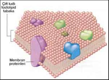 Hücre Membranı (Plazma Membranı) Yarı geçirgen özellikte Çift katlı Her bir kat protein ve lipidlerden yapılmış (fosfolipid yapıda) Membran üzerinde ayrıca membran proteinleri bulunur Membran