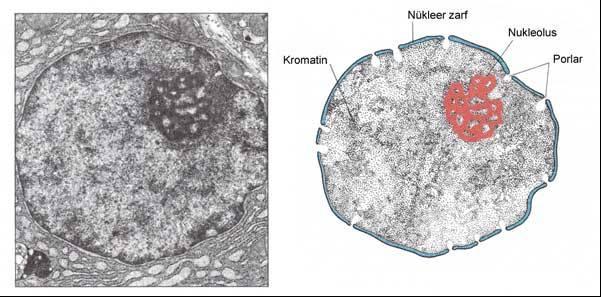 Nukleus (Çekirdek) Temel Görevi: Hücrenin fonksiyonlarını düzenler Genetik bilgiyi (DNA) içerir ve hücre çoğalması sırasında