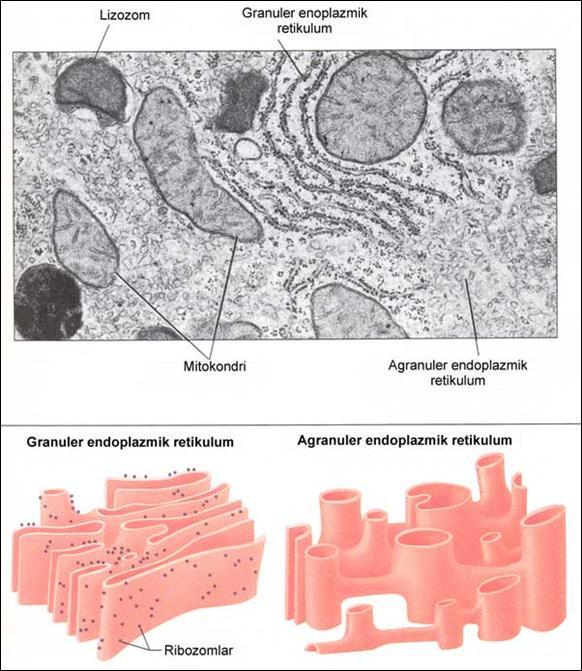 Endoplazmik Retikulum İki tipi vardır: Granüler (ribozomlu), agranüler (düz) Granüler endoplazmik retikulum: Yüzeyinde ribozomlar bulunur Proteinler