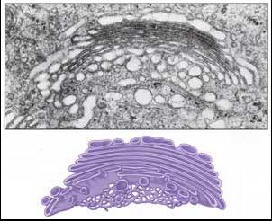 Golgi Cisimciği Endoplazmik retikulumda sentezlenen proteinleri işler ve kullanıma hazır hale getirir