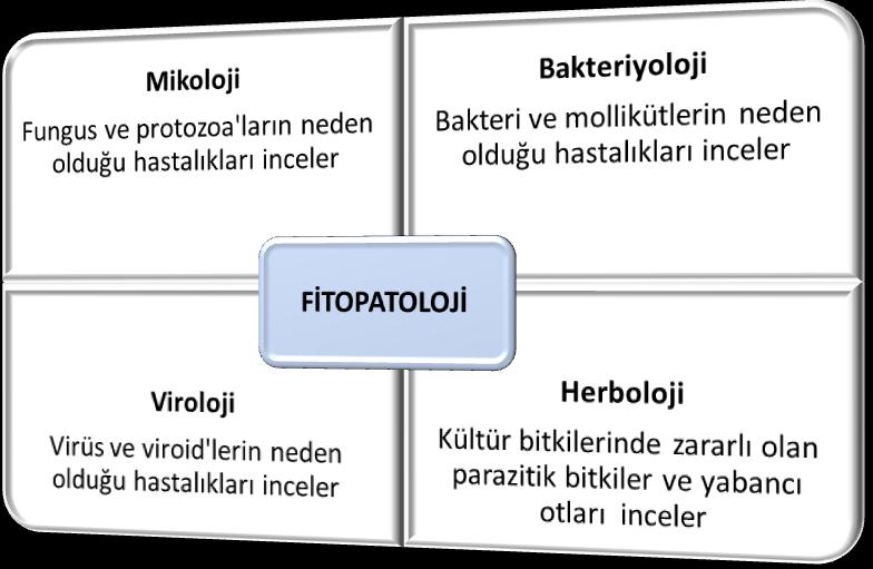 FİTOPATOLOJİ DERS NOTLARI 1. KONU Fitopatoloji bitki hastalıkları bilimidir. Phytos=bitki, Pathology=hastalık bilimi kelimelerinden oluşmaktadır. Fitopatoloji XVII.