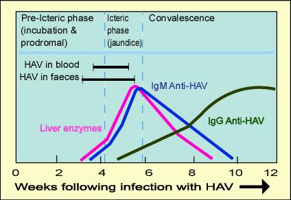 Anti-HAV IgM Uzamış/tekrarlayan hepatitlerde 12 ay pozitif kalabilir.