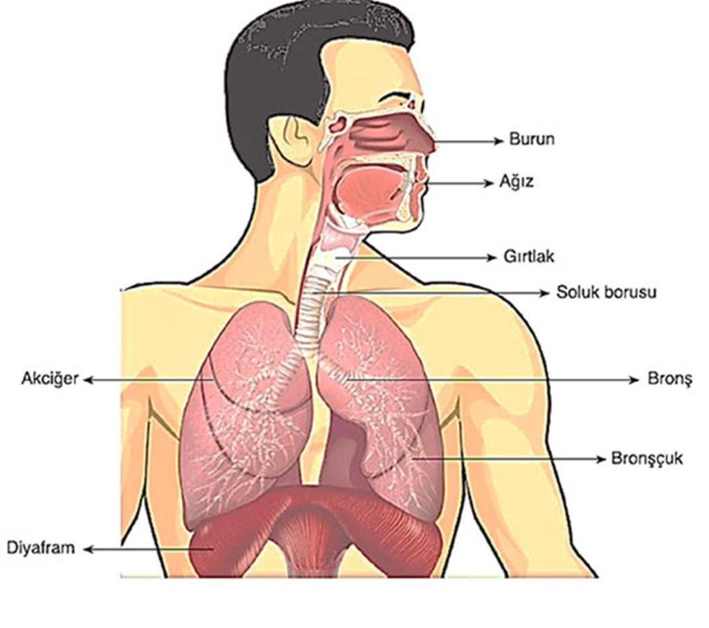 10 İnsan Vücudunun Yapısı Sistemler Solunum sistemi: Vücuda gerekli olan gaz alışverişi görevini