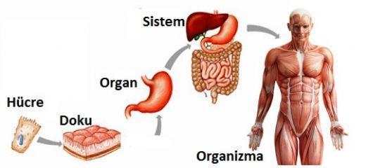 4 İnsan Vücudunun Yapısı Vücudun esas yapı taşı hücredir.