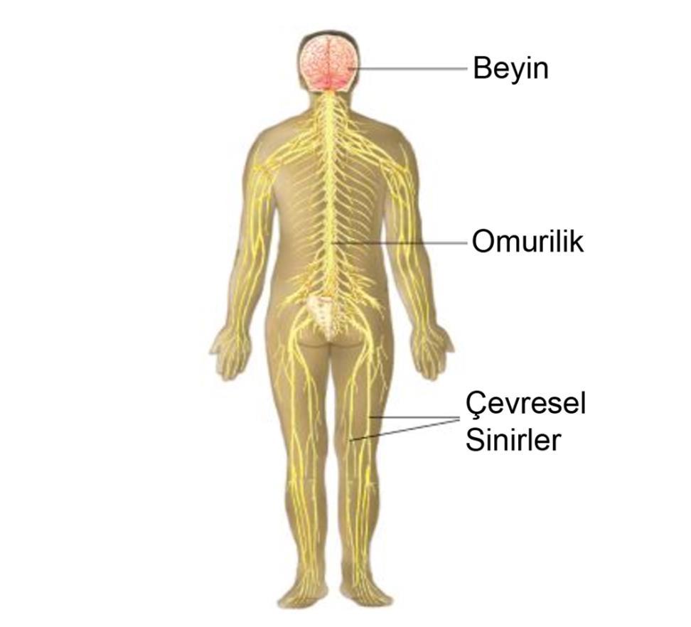 7 İnsan Vücudunun Yapısı Sistemler Sinir sistemi: