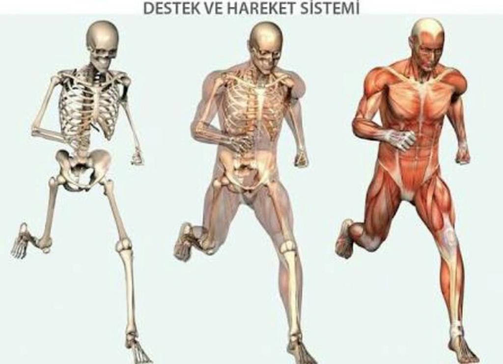 8 İnsan Vücudunun Yapısı Sistemler Hareket sistemi: Vücudun hareket etmesini,