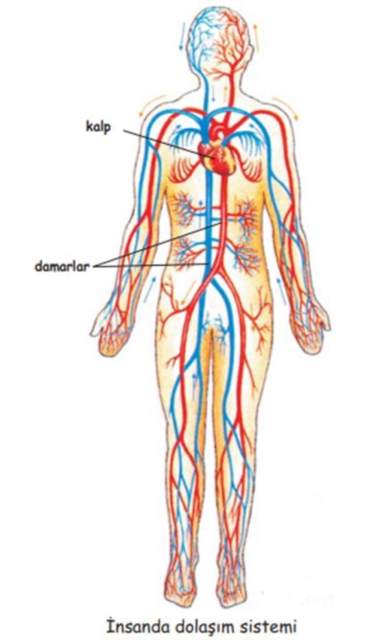 9 İnsan Vücudunun Yapısı Sistemler Dolaşım sistemi: Vücut dokularının oksijen, besin, hormon, bağışıklık
