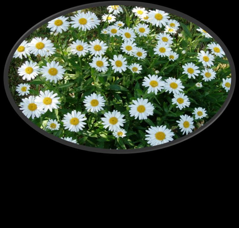 ADIM LEUCANTHEMUM