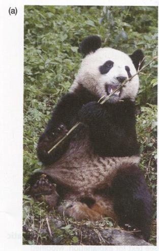 Dev pandanın