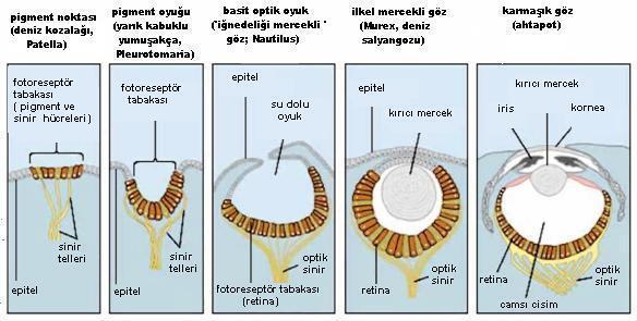 Yumuşakça