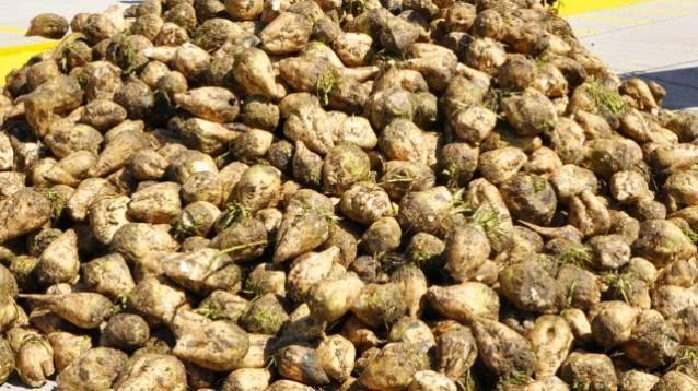 Şekerpancarı Şekerpancarı, toprak altındaki etli kök gövdesinde %12-18 oranında şeker bulunduran iyi yıllık bir bitkidir.