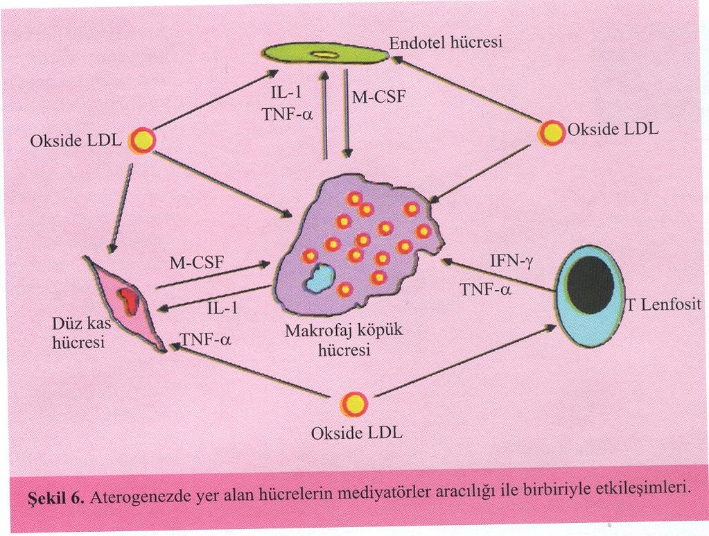 AKS PATOFİZYOLOJİ Ateroskleroz Patogenezinde Yer Alan Maddeler q Adezyon molekülleri (VCAM-1, ICAM-1, selektinler, integrinler) q Sitokinler ve inflamasyon