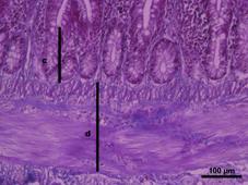 Kontrol grubuna ait bir hayvanın ileum dokusundan alınan bir kesit. a: Villus yüksekliği, b: Villus genişliği, c: Kript derinliği. Üçlü boyama. Bar: 100 µm.