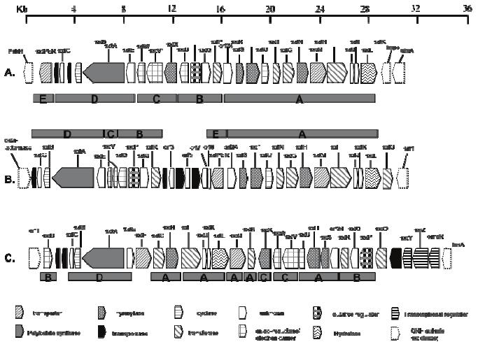 17 b- Biyosentezi ve genetiği, Karşıt genetik yaklaşımlarını kullanan Kellmann ve arkadaşları (2008) Cylindrospermopsis raciborskii T3 (sxt) in saksitoksinin biyosentesinden sorumlu olan tahmini gen