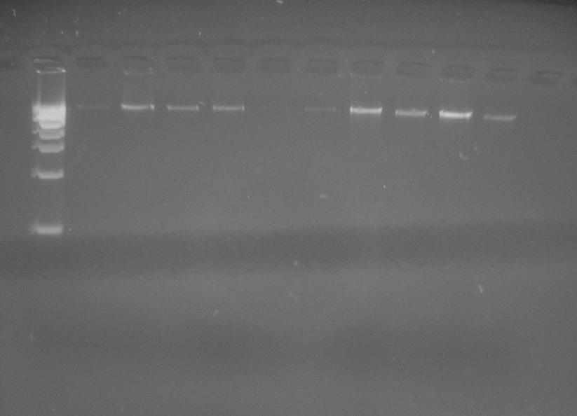 56 Saflaştırılan siyanobakteri türlerin DNA izolasyonları manuel, bakteri/fungal DNA izolasyon kiti ve Mo-Bio Bitki Kiti DNA kiti kullanılarak elde