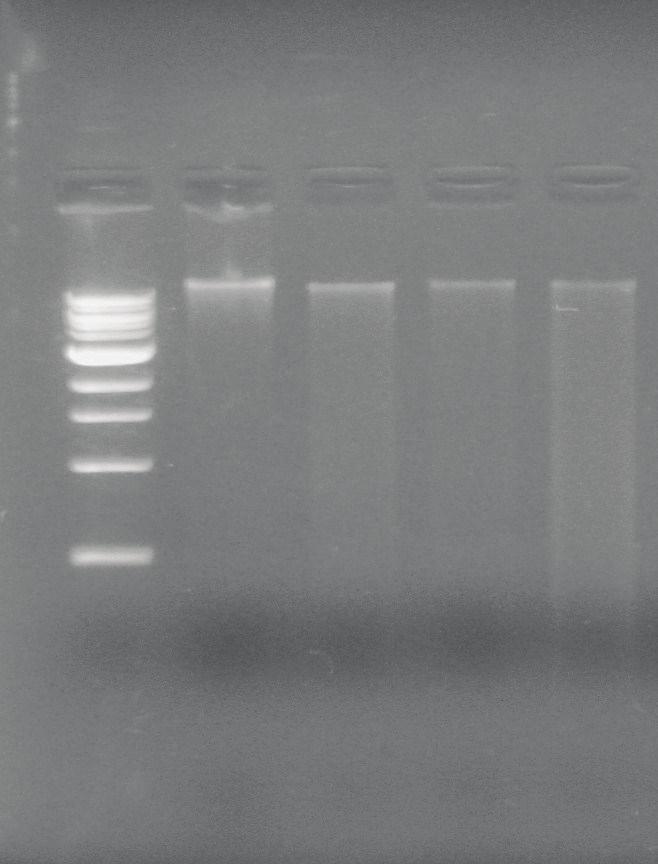 M 1 2 3 4 a M 1 2 3 4 1 2 3 4 b c Şekil 4.11: Agaroz jel üzerinde kitlerden elde edilen DNA ların karşılaştırılması. a.mo-bio Bitki Kiti kullanılarak elde edilenler, b.