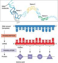 4) Gene Clean yöntemiyle DNA nın jelden geri kazanılması: Oldukça başarılı bir yöntemdir DNA nın içinde bulunduğu agaroz jel eritilir ve toz halinde cam boncuk solüsyonu örneğe eklenir.