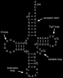 31 32 RNA izolasyonu ve analizi Hücrelerdeki toplam RNA, bakterilerde toplam hücre ağırlığının %6 sını, gelişmiş yapılı canlılarda ise %1 ini kapsamaktadır.