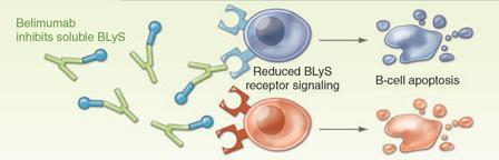 Anti-CD20 Dışındaki B Hücrelere Yönelik Tedaviler: BELİMUMAB TNF ailesinin bir üyesi olan B Lenfosit Stimülatörü (BLyS, BAFF ve TNFSF13 olarak da adlandırılır), B hücre apoptozunu baskılar ve B