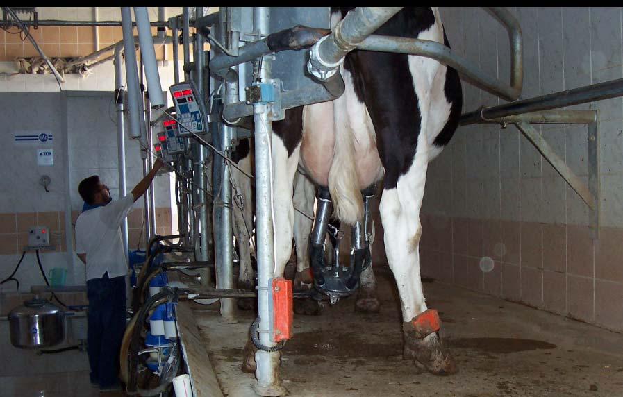 89 Sağım hanede bulunan elektronik süt metreler sayesinde kimliği tespit edilen hayvanın verdiği süt miktarı ve alınan sütün elektrik iletkenliği ölçülür, elde edilen bilgiler