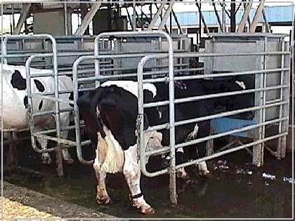 95 4.2.3. Yemleme sistemi (Afifeed sistem) Resim 14. Afikim otomatik bireysel yemleme sistemlerinden bir görünüm Afifeed, süt sığırları için otomatik bir bireysel yemleme sistemidir (Resim 14).