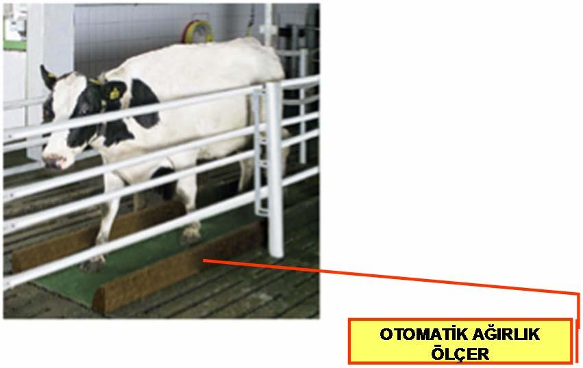 124 4.3.4. Otomatik ağırlık ölçüm sistemi Bu sistem ineklerin günlük canlı ağırlıklarını ölçmek için kullanılan bir sistemdir.