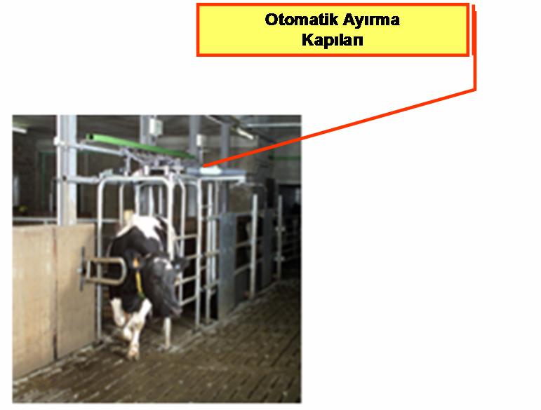 125 4.3.5. Otomatik Ayırma Sistemi Bu sistem inekleri oluşturulan bir kanal içerisinden istenilen bölmelere (kesim bölmesi, tedavi bölmesi, tohumlama bölmeleri vs.