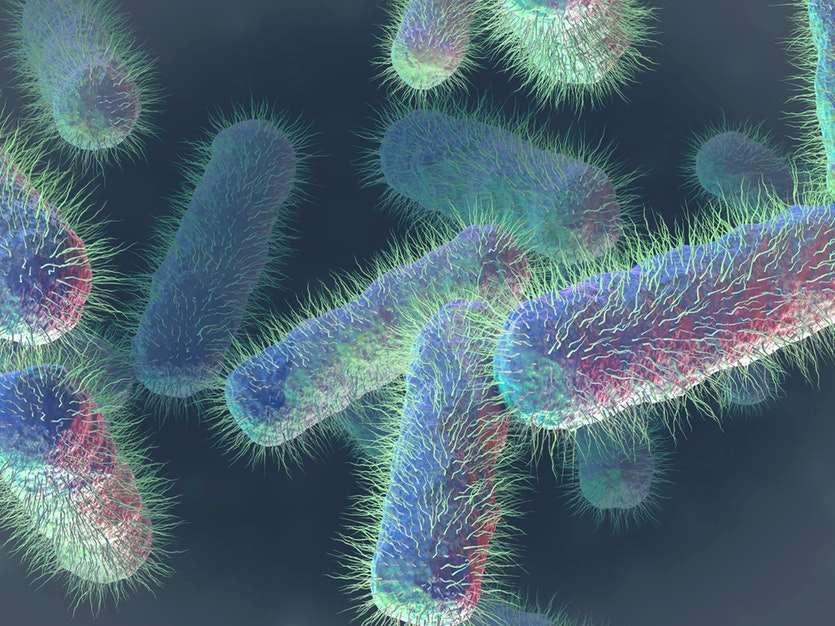E. coli 65 Anaerobik mikroorganizmaların çoğalması sudaki çözünmüş oksijen miktarının kritik değerlere ve hatta sıfıra inmesi sonucunu yaratabilir.