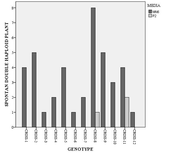 Figure 6. Sum spontanoeus double haploid plant number for 12 genotypes on MN6 and P2 media. Regeneration, green and albino plant numbers are higher on MN6 than on P2 media.