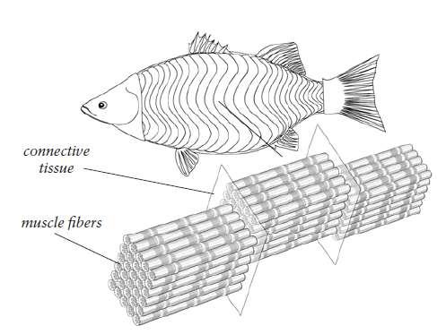 Balık eti bileşimi ve yapısı Suyun kaldırma kuvvetinden dolayı ağırlıklarını taşıyacak güçlü iskelet sistemi ve kaslara ihtiyaç